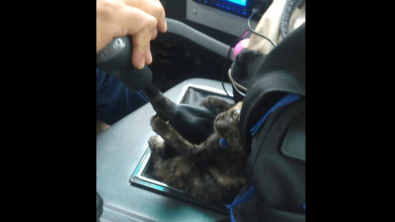 Illustration : L’émouvante histoire d’un chaton abandonné devenu copilote investi d’un chauffeur de bus (vidéo)