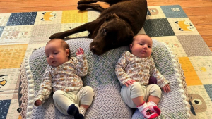 Illustration : "À l’arrivée des jumelles de la famille, une chienne découvre avec motivation son rôle de grande sœur (vidéo)"