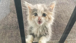 Illustration : "Abandonnée et sans repères, une chatte prend l’initiative de solliciter l’aide d’une habitante en grattant à sa porte"