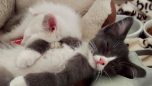 Illustration : "2 chatons orphelins restent soudés malgré la maladie et les épreuves de la vie"