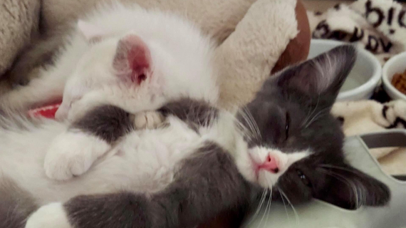 Illustration : 2 chatons orphelins restent soudés malgré la maladie et les épreuves de la vie