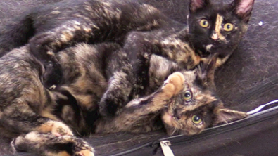 Illustration : "Ces 2 chattes ne se connaissent pas, mais elles se ressemblent en tout point et agissent comme des sœurs (vidéo)"