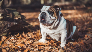 Illustration : "Une équipe de scientifiques attire l’attention du public sur le Bouledogue Anglais, une race de chien à la santé particulièrement fragile"