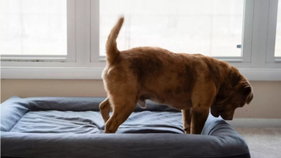 Illustration : Après 8 ans de maltraitance, un chien aveugle découvre la bienveillance et le confort d’un foyer