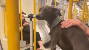 Illustration : "Dans le métro, un chien se fait remarquer pour sa bonne humeur communicative (vidéo)"