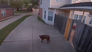 Illustration : "Pris en flagrant délit de fugue, ce chien fait demi-tour grâce aux haut-parleurs de la maison (vidéo)"