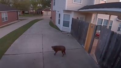 Illustration : "Pris en flagrant délit de fugue, ce chien fait demi-tour grâce aux haut-parleurs de la maison (vidéo)"