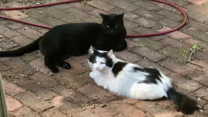 Illustration : "Le rêve de ce chat s’est réalisé lorsqu’il a intégré un foyer composé de deux jeunes chatons"