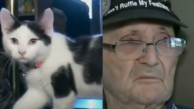 Illustration : "Au moment d’une chute, un homme âgé de 84 ans a pu compter sur le soutien déterminant de son chat (vidéo)"