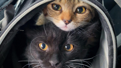 Illustration : Le combat de 2 chatons rescapés découverts en piteux état au milieu de nulle part