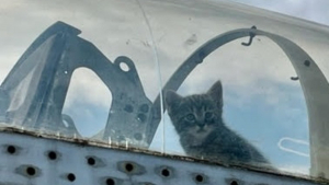 Illustration : "À la recherche d’un endroit sécurisé pour accoucher, une chatte trouve refuge dans le cockpit d’un avion"