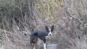 Illustration : "Retrouvée livré à elle-même au milieu de nulle part, cette chienne ne cesse d’enchaîner les mésaventures"