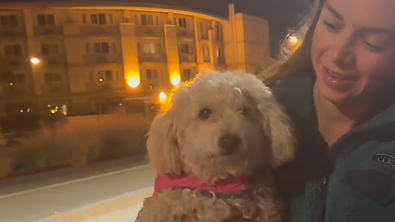Illustration : La mobilisation touchante des internautes pour retrouver les propriétaires d’une chienne perdue (vidéo)