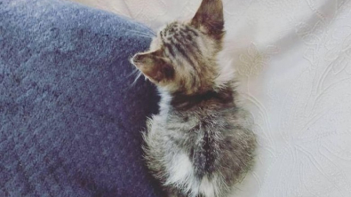 Illustration : En rencontrant un chaton abandonné sur son chemin, une femme ne peut que croire au destin