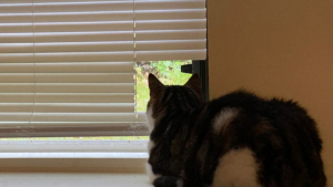 Illustration : "Souhaitant avoir un œil sur l’extérieur, ce chat découpe le store de ses maîtres pour se créer une fenêtre sur-mesure "
