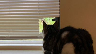 Illustration : "Souhaitant avoir un œil sur l’extérieur, ce chat découpe le store de ses maîtres pour se créer une fenêtre sur-mesure "