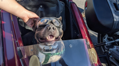 Illustration : Un chien âgé et malade coche toutes les cases de sa liste d’aventures avant de rejoindre les anges