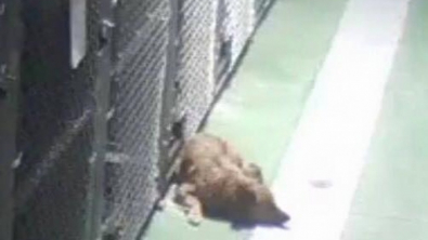 Illustration : "Poussée par son instinct maternel, une chienne s’enfuit de son chenil pour une raison touchante"