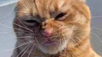 Illustration : "Dès que le vent se lève, le minois de ce chat se transforme totalement"