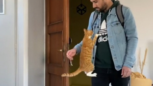 Illustration : "Ce chat est très expressif à chaque fois que son propriétaire rentre du travail (vidéo)"