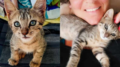 Illustration : À l’occasion d’un périple en Grèce, un couple rencontre un chaton abandonné et décide de l’inviter à bord