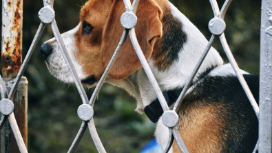 Illustration : "Une société d’élevage de Beagles condamnée par la justice : plus d’une centaine de chiens sauvée de conditions déplorables"