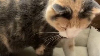 Illustration : Une chatte n’ayant jamais connu le confort s’allonge dans son propre panier pour la première fois (vidéo)