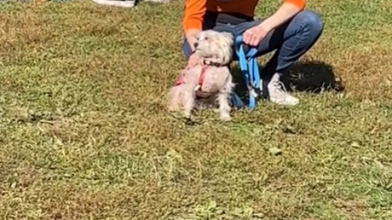 Illustration : Les internautes attristés face aux images de Bob, le seul chien n’ayant suscité aucun intérêt lors d'un événement d’adoption (vidéo)