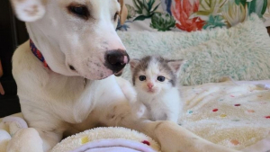 Illustration: "A dog takes a kitten rescued from the street under her wing and opens a door to her new life"