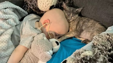 Illustration : Aidé de sa meilleure amie féline, un enfant se bat contre sa leucémie 