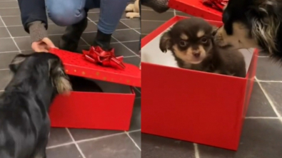 Illustration : "Lenny le Chihuahua découvre son nouveau compagnon de jeu dans une boîte-cadeau"