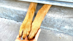 Illustration : "En manque d’affection, une chienne abandonnée au refuge trouve un moyen touchant d’attirer l’attention des adoptants"