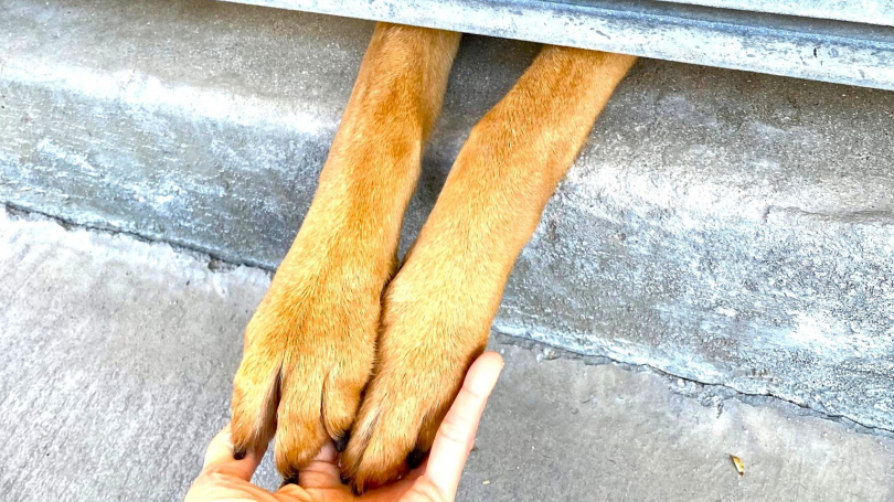 Illustration : En manque d’affection, une chienne abandonnée au refuge trouve un moyen touchant d’attirer l’attention des adoptants
