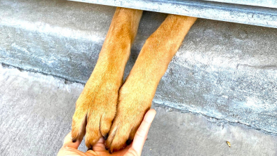 Illustration : En manque d’affection, une chienne abandonnée au refuge trouve un moyen touchant d’attirer l’attention des adoptants