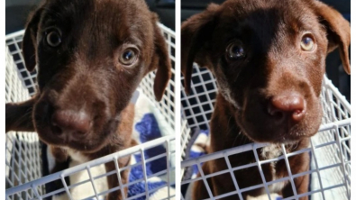 Illustration : "Le propriétaire de 2 chiots enfermés dans une voiture pendant 24 heures se volatilise "