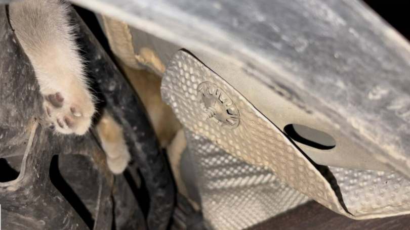 Illustration : Caché dans le moteur d’un véhicule, un chat donne du fil à retordre aux personnes mobilisées pour le faire sortir