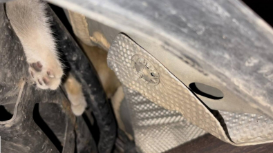 Illustration : "Caché dans le moteur d’un véhicule, un chat donne du fil à retordre aux personnes mobilisées pour le faire sortir"
