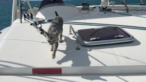 Illustration : "Lors d’un week en famille sur un catamaran, une chatte disparaît soudainement et demeure introuvable durant plusieurs jours"