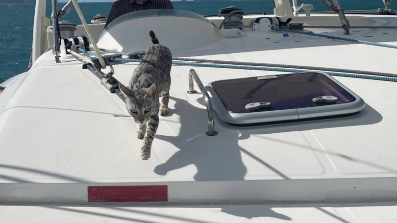 Illustration : Lors d’un week en famille sur un catamaran, une chatte disparaît soudainement et demeure introuvable durant plusieurs jours