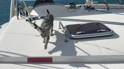 Illustration : Lors d’un week en famille sur un catamaran, une chatte disparaît soudainement et demeure introuvable durant plusieurs jours