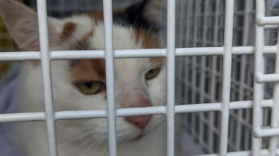 Illustration : "Un passant intrigué par une caisse de transport dans un parc s’approche et découvre une chatte frigorifiée"