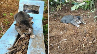 Illustration : "Plusieurs années après le décès de sa maîtresse, un chat se rend quotidiennement sur sa tombe"