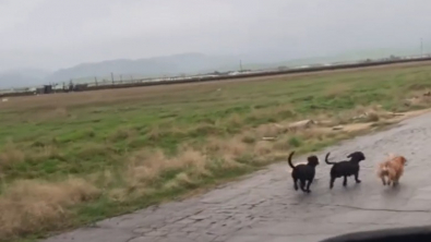 Illustration : "Les minutes sont comptées pour secourir 6 chiots paniqués au milieu de la route"