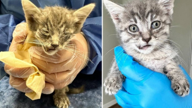 Illustration : "Malgré un pronostic vital engagé, un chaton retrouve de l’espoir auprès d’une mère d’accueil patiente et attentive"