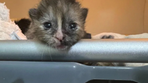 Illustration : "Une chatonne miraculée d’un jour se réconforte dans les pattes d’une chienne au grand cœur"