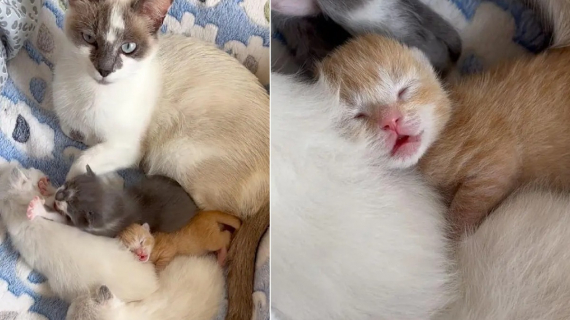 Illustration : Recueillie par une famille d’accueil, cette chatte au grand cœur fait une place à un chaton sans maman