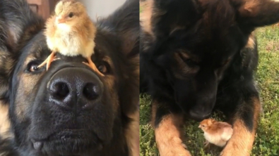 Illustration : Face à des poussins venant de naître, ces Bergers Allemands font preuve d’une douceur impressionnante (vidéo)