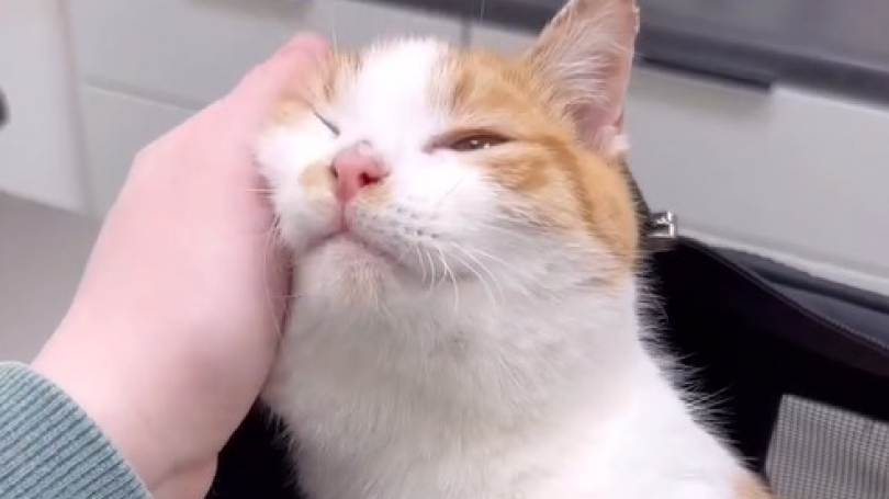 Illustration : Ce chat retrouvé gelé s’accroche à l’amour que lui porte sa bienfaitrice