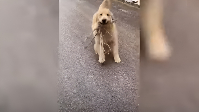 Illustration : "Rien n’arrête ce Golden Retriever impatient d’offrir un cadeau à sa maîtresse, pas même la glace sur la route (vidéo)"