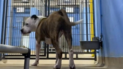 Illustration : Grâce à une vidéo publiée sur les réseaux sociaux, une page se tourne définitivement pour ce chien abandonné et délaissé 